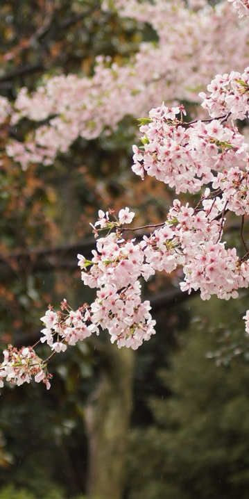 Mamá, mamá, mamá, mamá thumbnail