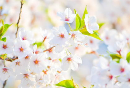 가나다라마바사아자차카타파하가나다라마바사아자차카타파하가나 thumbnail